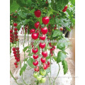 Hybrid Cherry tomato seeds for growing- Saint No.6